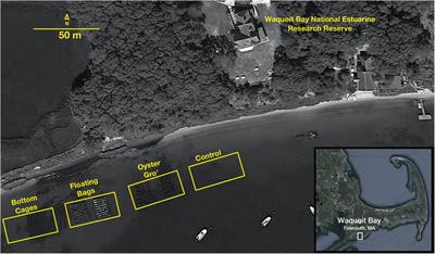 Comparison of Oyster Aquaculture Methods and Their Potential to Enhance Microbial Nitrogen Removal From Coastal Ecosystems